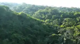 Image illustrative de l’article Forêt de Sambisa