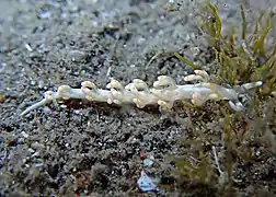 Samla bicolor (Samlidae)