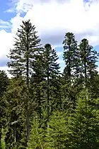 Sapins pectinés, Le Tholy.