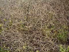 Réseaux dense d’épines.