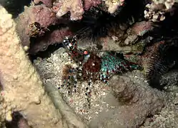 Crevette marbrée (Saron marmoratus) femelle, de nuit.
