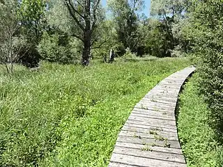 Marais des Grands Prés, caillebotis.