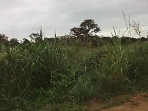 Savane sur les bords d'Offama