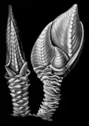 Arcoscalpellum michelottianum (idem)