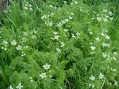 Vue d'une plante aux petites fleurs blanches et feuilles finement découpées.