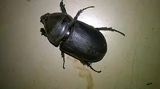 Profil dorsal d'un scarabée rhinocéros