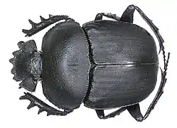 Scarabaeus ambiguus&nbsp;(sv).