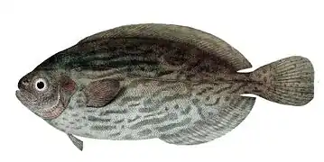 Schedophilus medusophagus