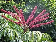 Le cocú  (Allophylus edulis')'.