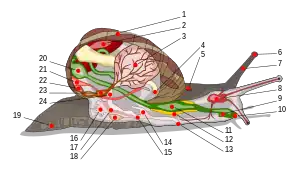 Coupe longitudinale d'un escargot, schéma montrant les différents organes situés dans la coquille ou dans la partie externe du corps