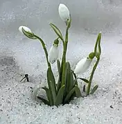 Jeune plante en hiver.