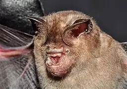 Hipposideros speoris&nbsp;(en), un Hipposideridae.