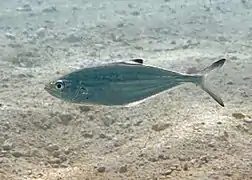 Un sauteur sabre (Scomberoides lysan)