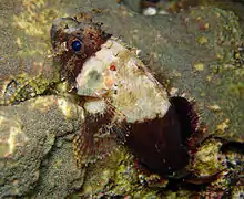 Scorpaenodes parvipinnis