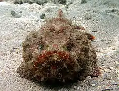 Scorpaenopsis diabolus