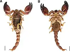 Scorpio occidentalis