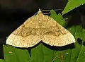 Scotopteryx chenopodiata  (Linnaeus, 1758)