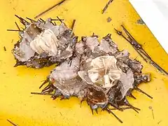 Lanternes d'Aristote d'oursins fraîchement ouverts.