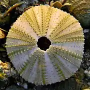 test de Lytechinus variegatus.