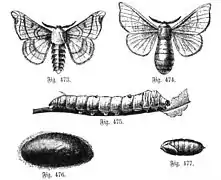 Fig. 473. Mâle. - Fig. 474. Femelle. - Fig. 475. Chenille. Fig. 476. Cocon. - Fig. 477. Chrysalide