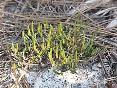 Sélaginelle de sable (Selaginella arenicola)