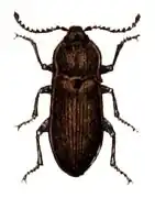 Selatosomus gravidus.