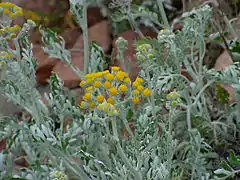 Séneçon CinéraireJacobaea maritima