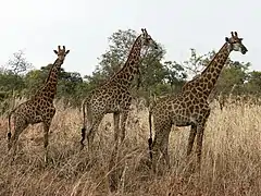 Girafes