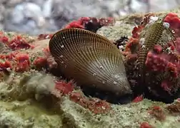 Moules Septifer excisus