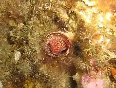 Thylacodes arenarius (France).