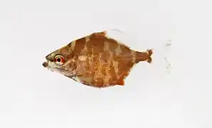 Myleus sp. juvénile