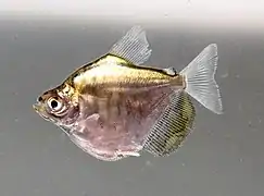 Mylossoma sp. (juvenile)