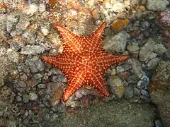 Spécimen à 6 bras (rare).