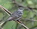 Paruline rayée dans les fourrés le long de la digue.