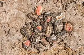 Récolte d’A. granulata sur l'île Margarita.