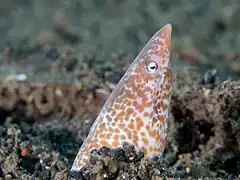 Apterichtus klazingai