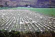 Moutons pâturant des navets fourragers, Argyll (Écosse). Les moutons avaient chassé les tenants (tenanciers) écossais de leurs terres ancestrales.