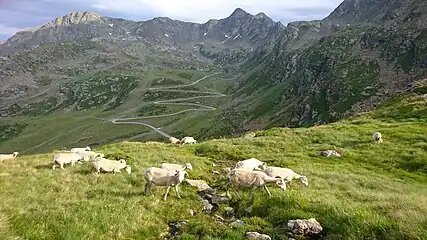 Troupeau de moutons à Arcalís