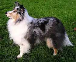 Berger des Shetland bleu merle