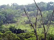 Shimba hills (Kenya)