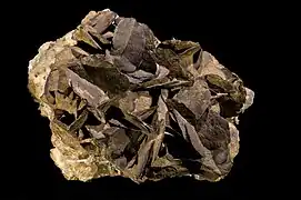 Sidérite pseudomorphose en limonite - Allevard Isère - (14 × 12 cm)