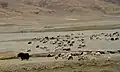 Yaks