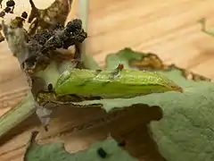 Chenille sur Derwentia perfoliata.
