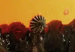 Une patelle Siphonaria normalis, sur une bouée