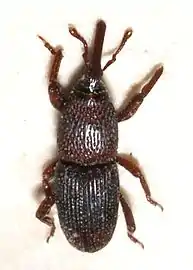 Sitophilus granarius (Charançon du blé)