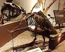 Castor géant du Nebraska, 2,5 mètres de haut