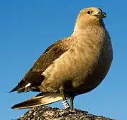 Labbe antarctique (Stercorarius antarcticus)