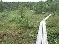 Passerelle de rondins sur le marais de Jakomaki.