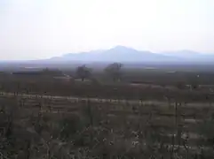 Vignoble brumeux de tokay slovaque.