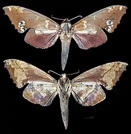 Smerinthulus olivacea